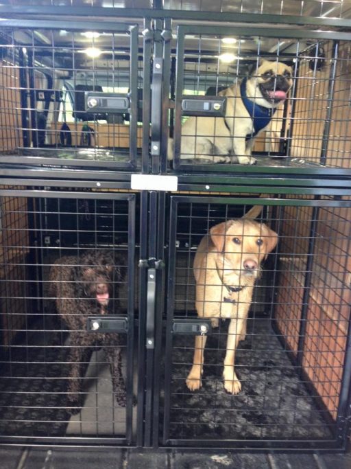 Pet Taxi Animal Assistance